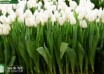 Tulipa Polar Bear ® (1)